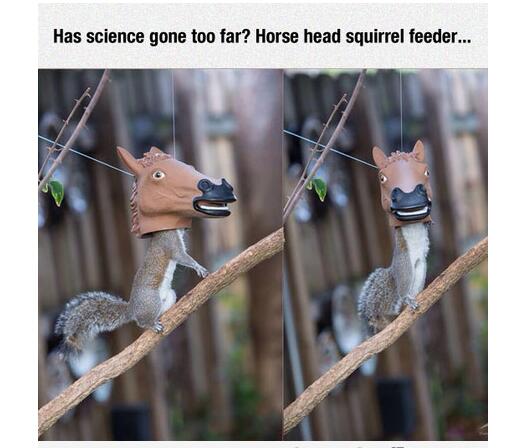 Scooper Fun News Hahaha Here Is Horse Head Squirrel Feeder